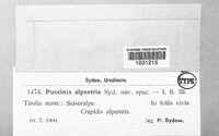 Puccinia alpestris image